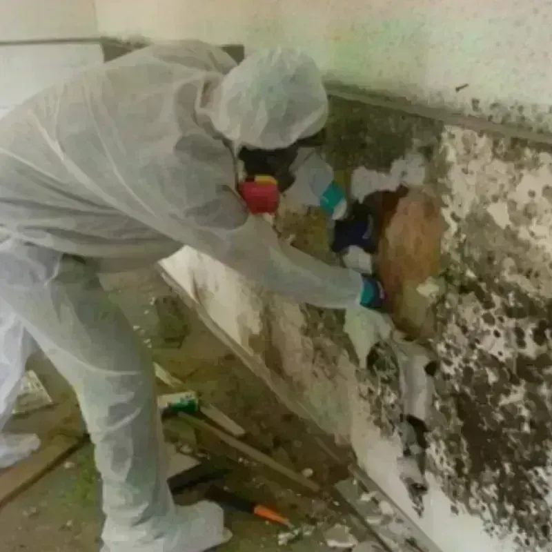 Mold Remediation and Removal in Bowman, ND